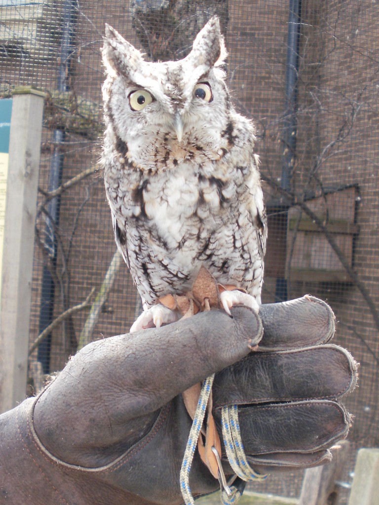 shrieking owl