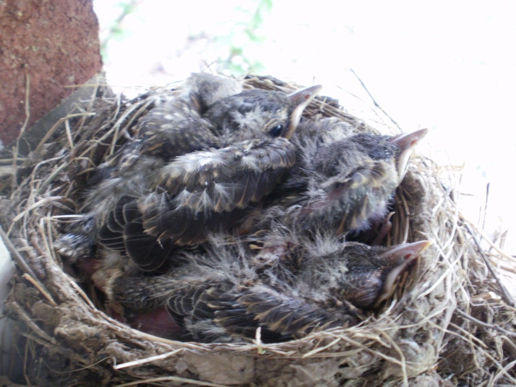 baby robins with feathers