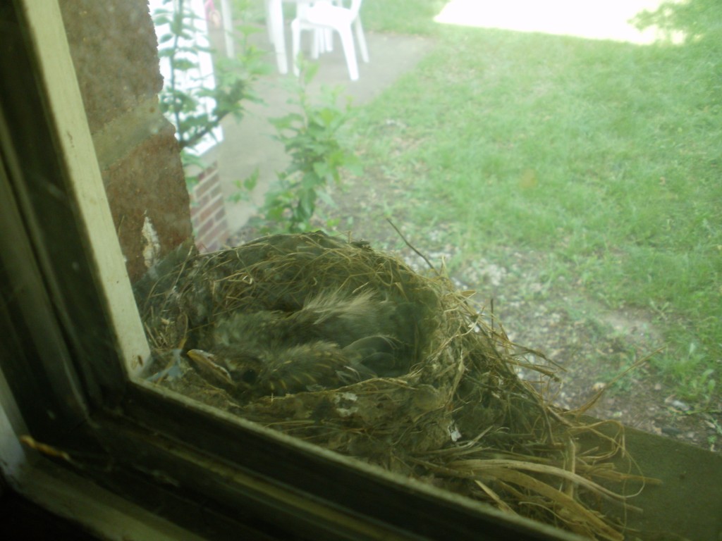 the last baby robin