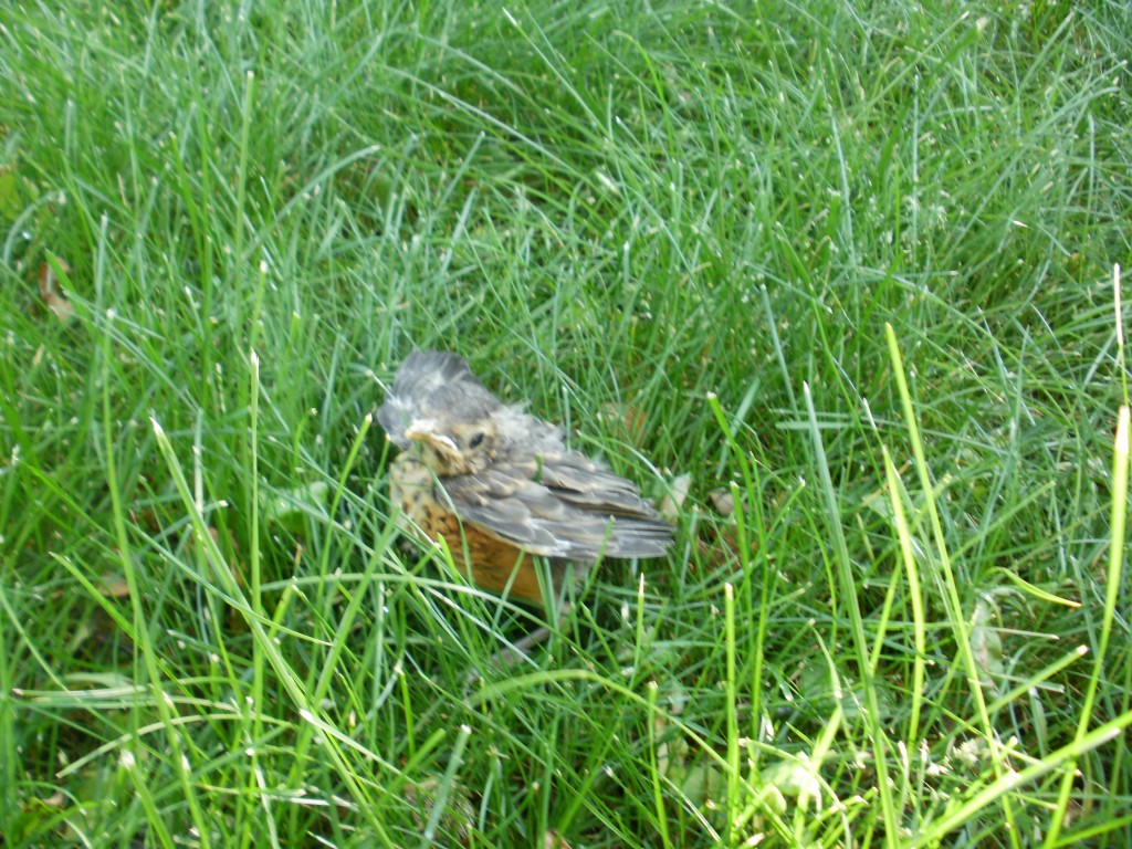 the last baby robin