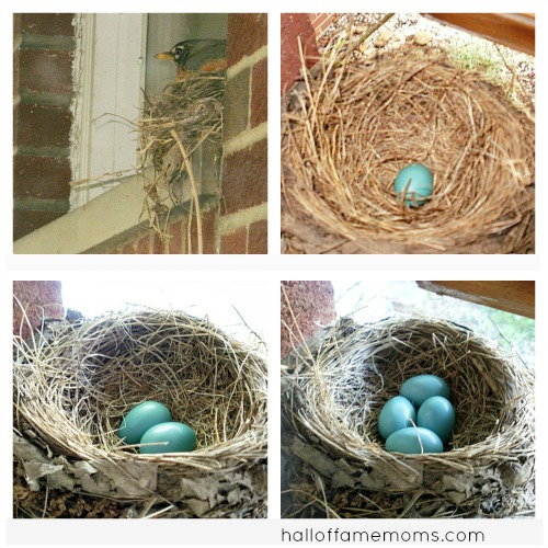 robin's nest and eggs