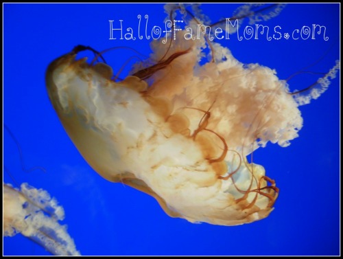 akron zoo jelly fish