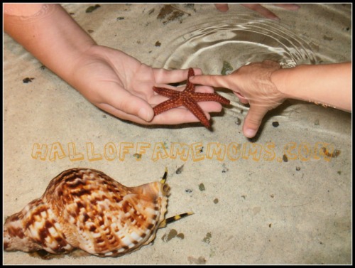 akron zoo touch pool