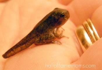 How to raise tadpoles to frogs.