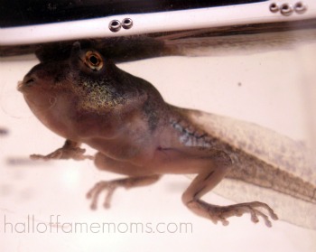 Tadpole going through metamorphosis: waiting on one arm to grow.