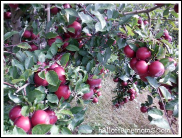 Apples at Arrowhead Orchard near East Canton