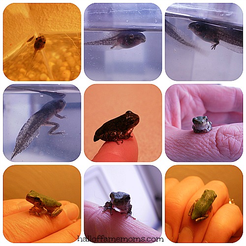 raising tadpoles, froglets, frogs