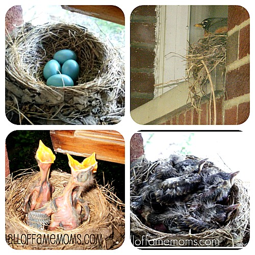 robin eggs - baby robins - nest