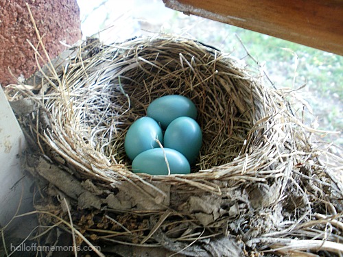 nest of robin eggs