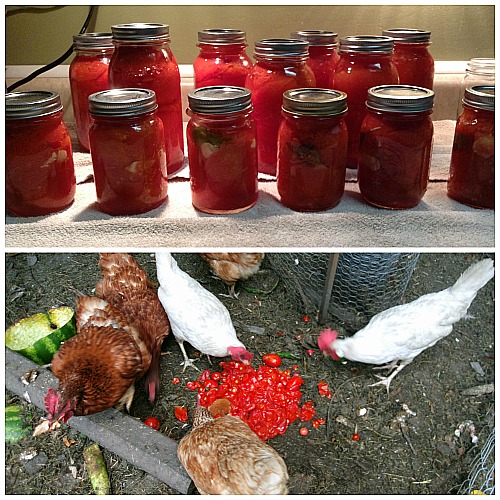 feed your tomato scrap to your chickens or farm animals