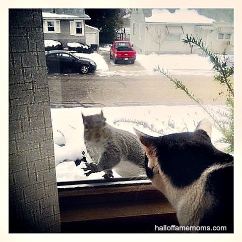 Make this easy squirrel /bird feeder with your kids.