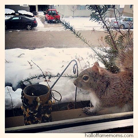 birdfeeder without peanut butter