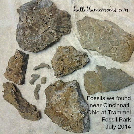 fossils(1)