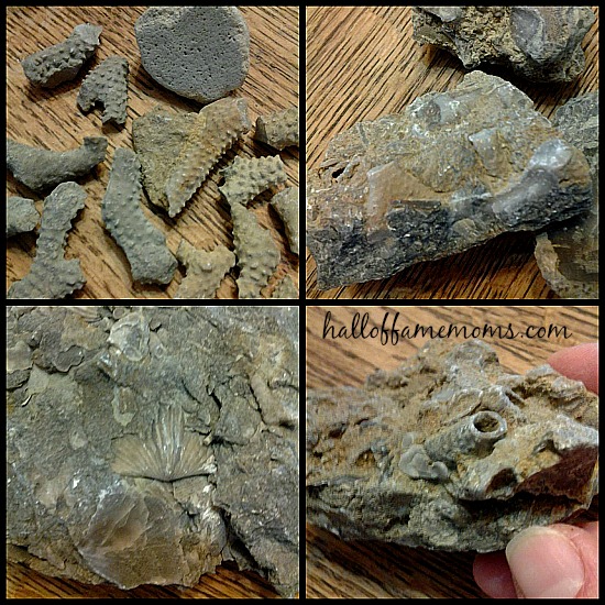 FREE: Trammel Fossil Park in Ohio