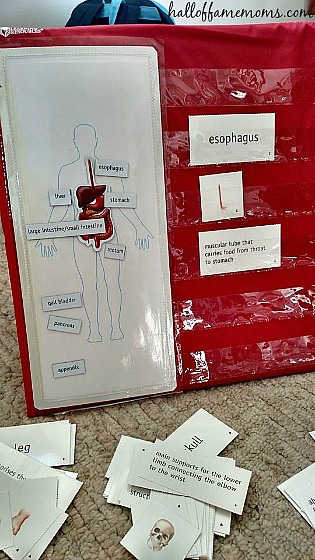 Human Body Magnetic Tabletop Pocket Chart