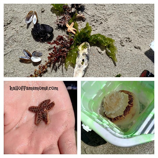Myrtle Beach starfish and jelly fish.