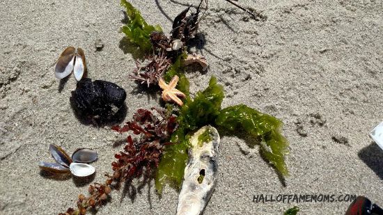Tiny starfish and sea urchin I found at Myrtle Beach.
