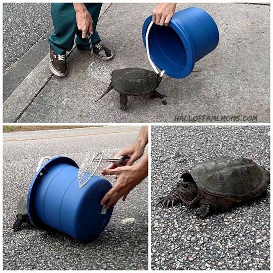 Helping a mad Myrtle Beach turtle cross the road.