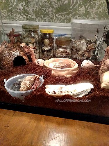 homeschooling hermit crab