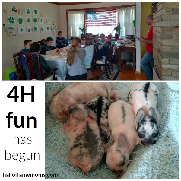 Our first year in 4H has begun (and 3 day old baby bunnies).