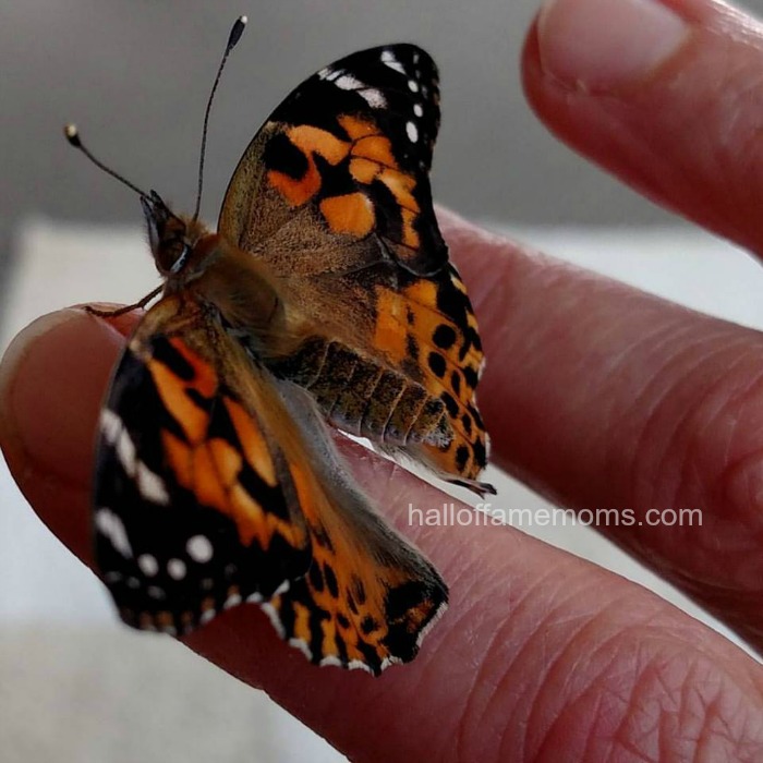 We raised caterpillars into butterflies! 