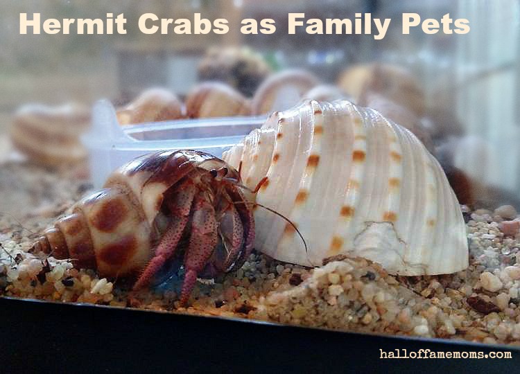 Hermit Crabs are easy Family Pets