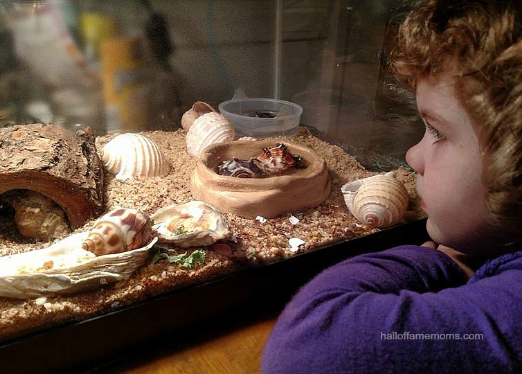 Hermit Crabs are easy Family Pets