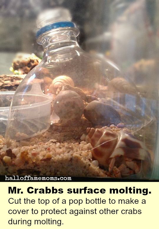 Make a pop bottle cover to protect your molting hermit crab from other crabs.