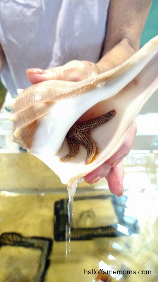 Starfish in shell at Rookery Bay, Naples, FL