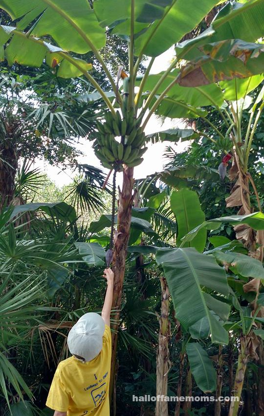 Bananas growing at Naples Zoo, Florida