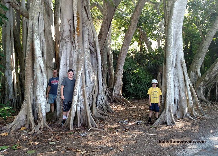 Strange trees at the Naples Zoo, Florida