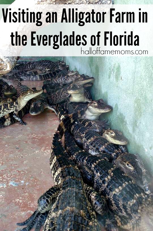 Our Everglades Excursion Tour in SW Florida