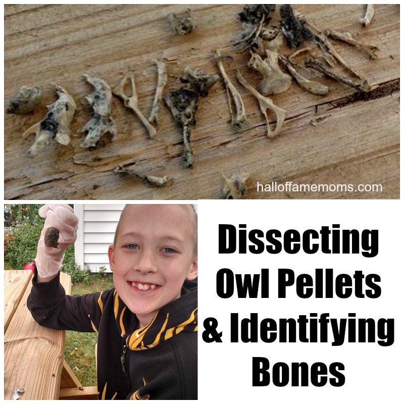 Homeschool Science by Dissecting Owl Pellets for Bones