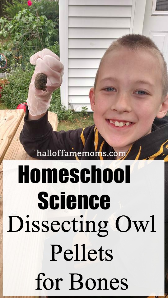 Dissecting Owl Pellets for Bones - Homeschool Science