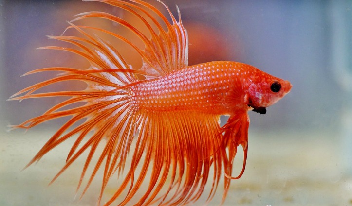 Why Betta Fish make good Pets for Kids