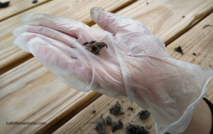 Dissecting Owl Pellets for Bones – Homeschool Science