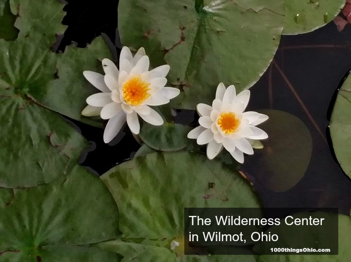 Taking the kids to The Wilderness Center in Wilmot, Ohio