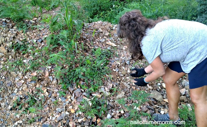 Picking up Flint Ridge flint at Nethers Farm Ohio